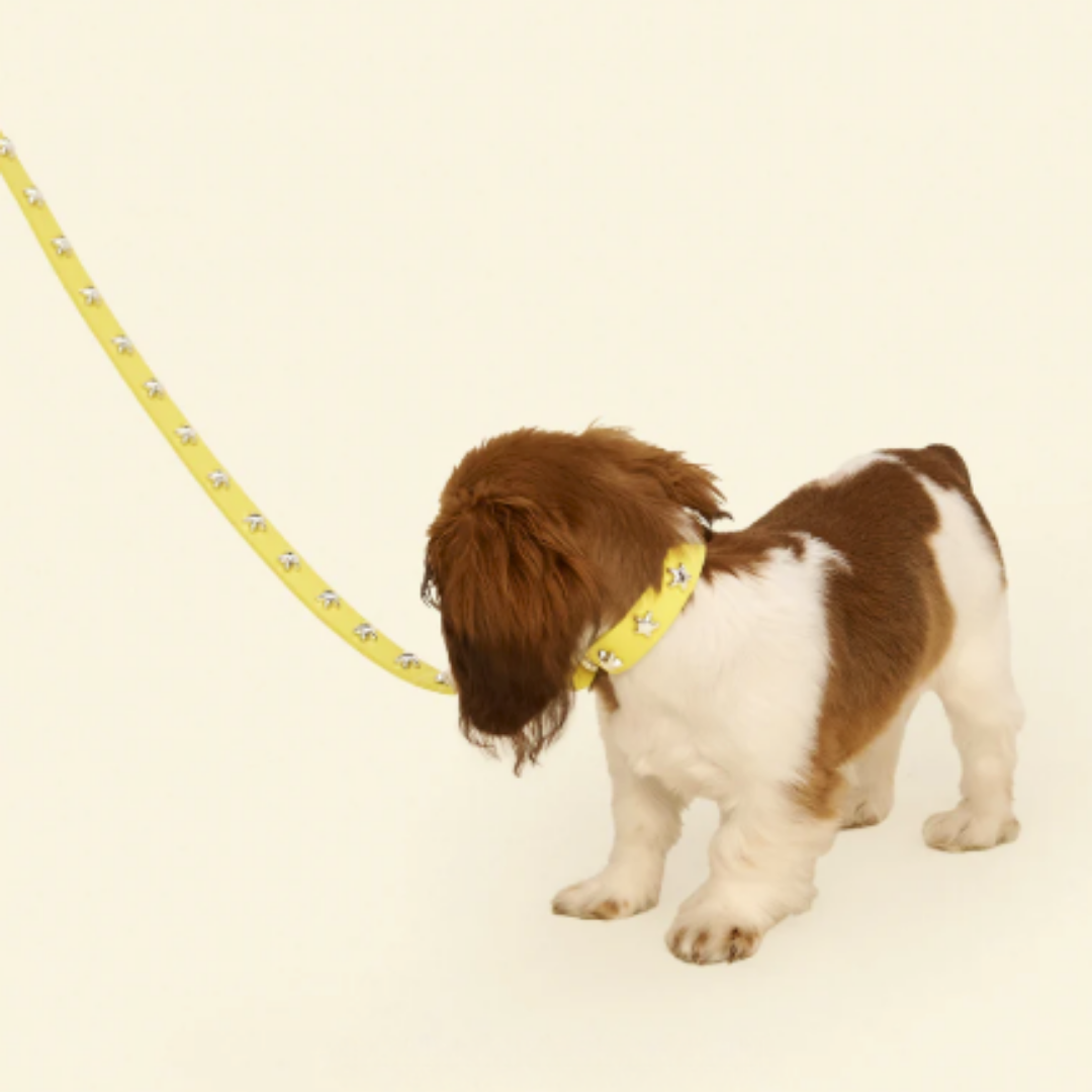 Buttercup Leather Dog Collar