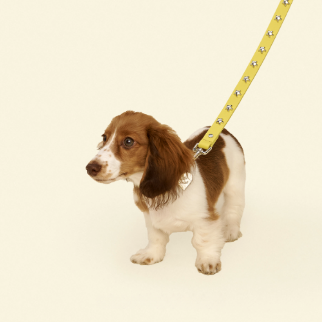Buttercup Leather Dog Collar