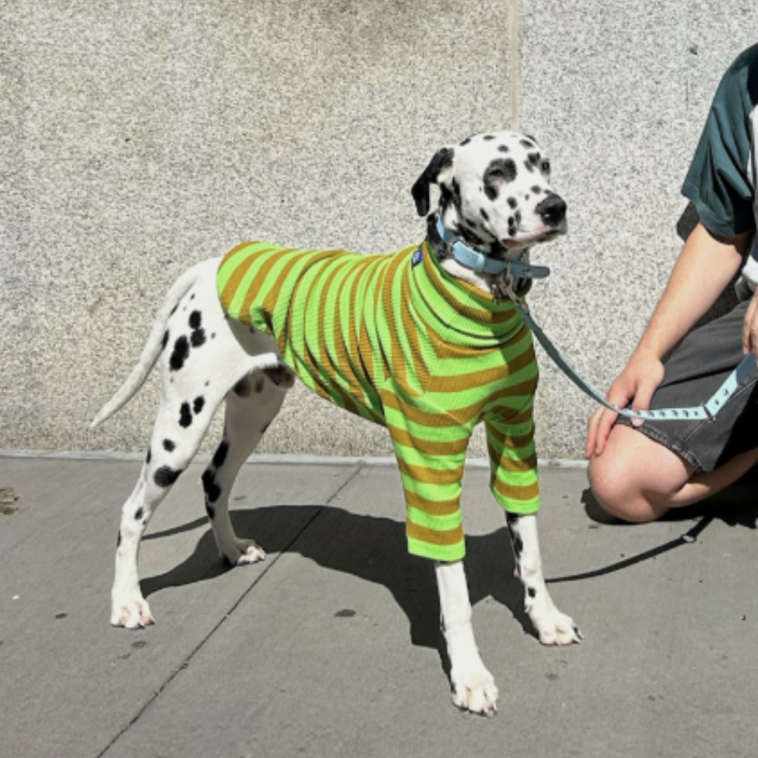 Fresh Grass Striped Sweatshirt