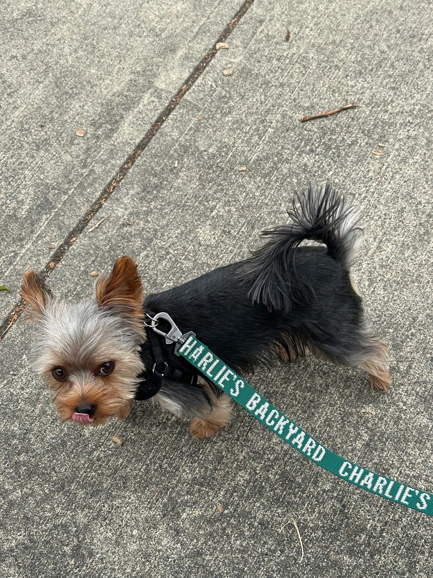 Trip Dog Leash in Green