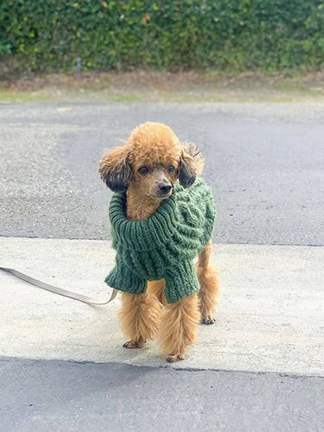 Fisherman Dog Sweater in Green