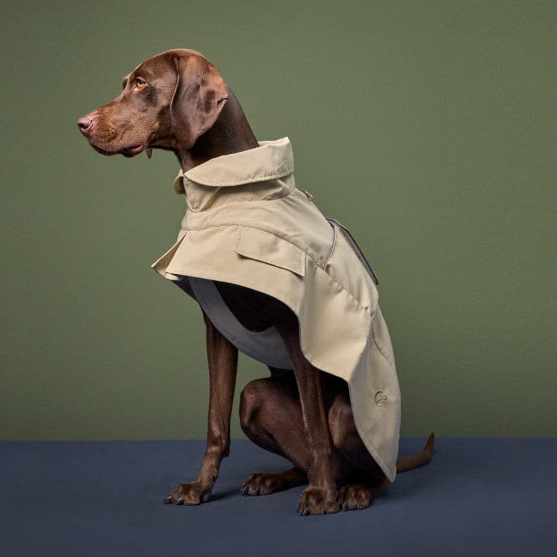 Pic2_Cloud7-Dog-Trenchcoat-Oxford-Ivory-Dog-5_CLO-PUP-TRE-002I.jpg