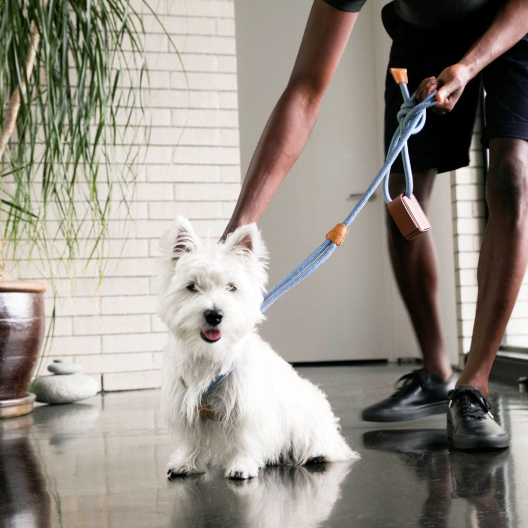 Ray All-in-One Dog Leash and Harness in Blue