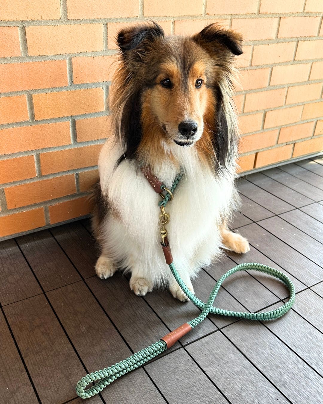 Braided Knotty Dog Leash in Mint