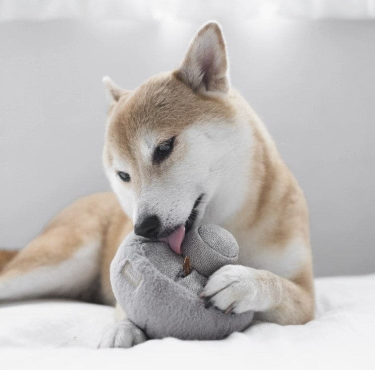 Guu Mushroom Enrichment Dog Toy