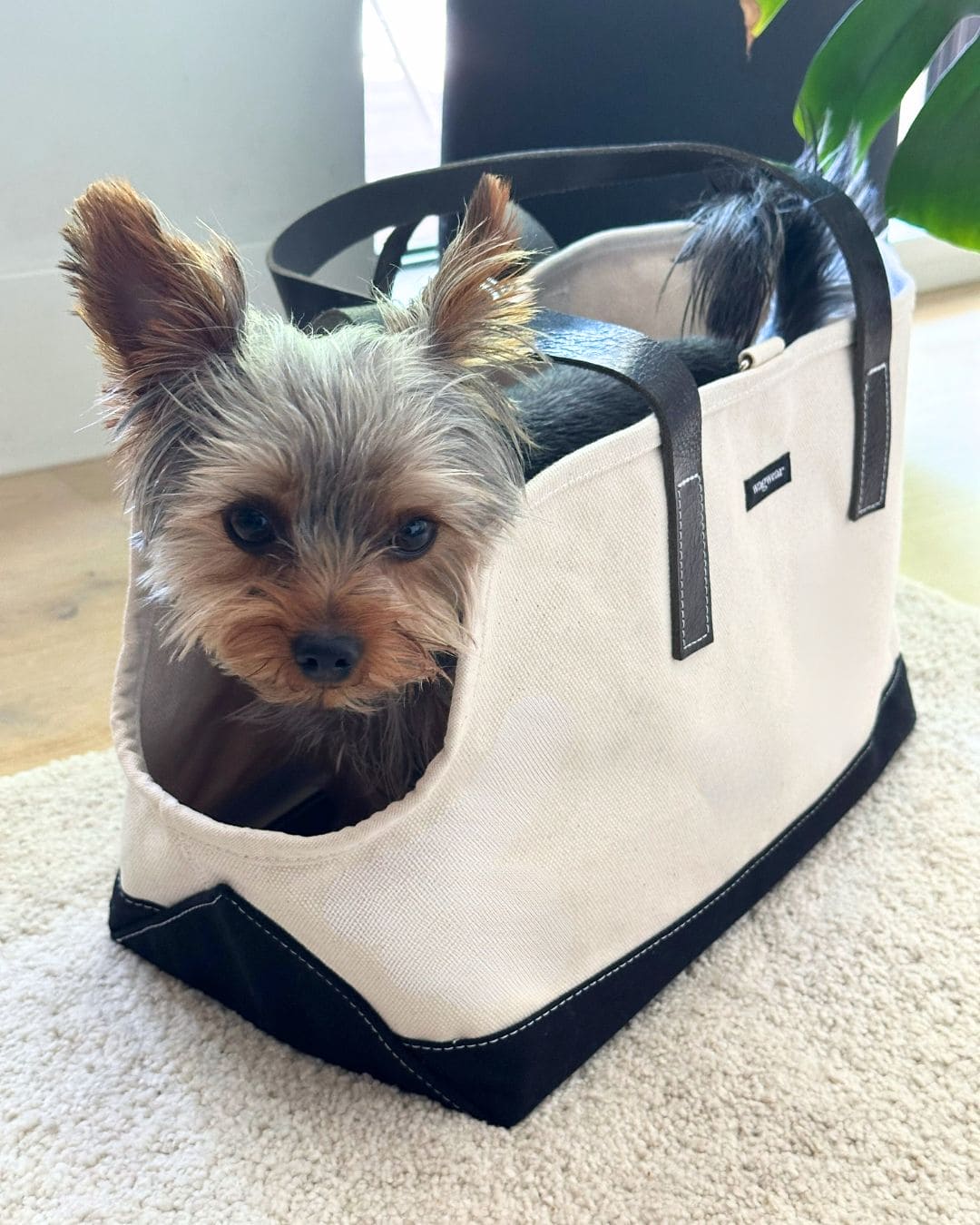 Carpenter Dog Carrier Bag in Black Leather Straps