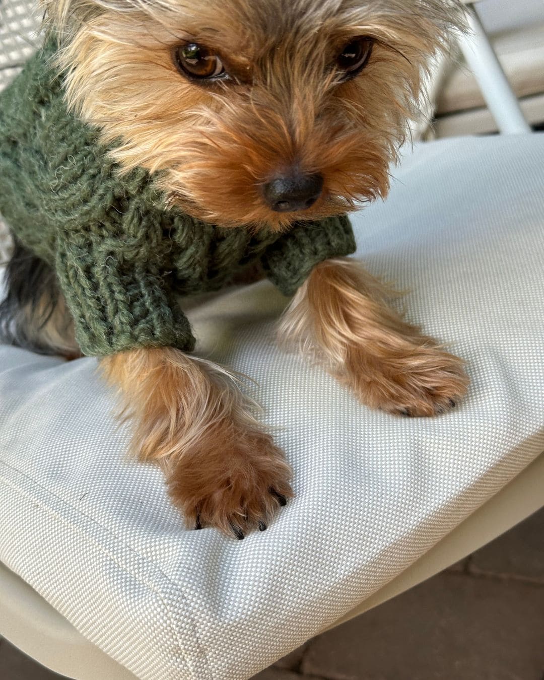 Fisherman Dog Sweater in Green