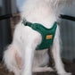 Comfort Dog Harness in Green