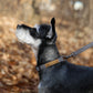 Easy Dog Collar in Grey