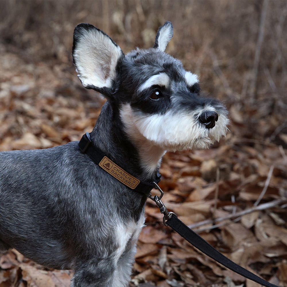 Easy Dog Collar in Black